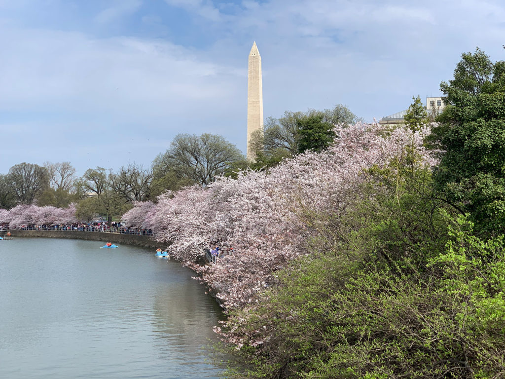 Washington Monument behind a bank of cherry blossoms